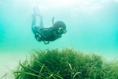 Introducing Our Newest Project: Protecting Seagrass Meadows with Ocean Alive! 🌱