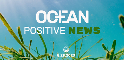 Ocean Positive News 🌊 8.29.23