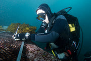 Brand Partner Kelp Restoration: Sydney, Australia