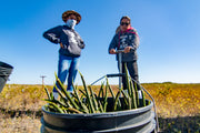 Brand Partner Mangrove Planting: Baja, Mexico