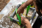 Brand Partner Seagrass and Macroalgae Restoration: Mallorca, Spain