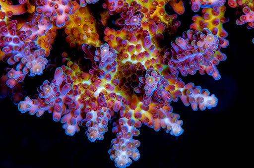 Plant Coral SeaTrees