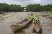 Subscribe to Plant Mangrove SeaTrees in Kenya