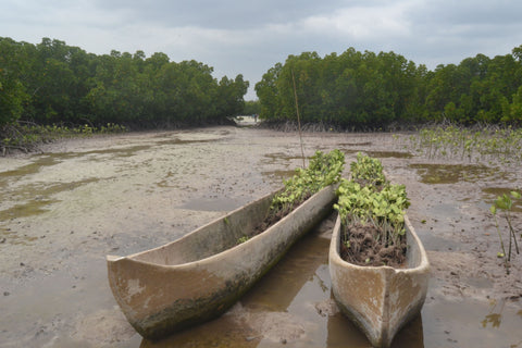 Brand Partner Planting Mangrove SeaTrees in Kenya