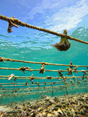 Brand Partner Planting Coral SeaTrees in Indonesia