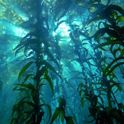 ECOBOARD Partner Restoring Kelp
